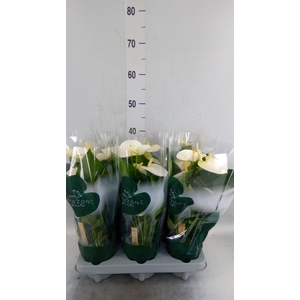 Anthurium andr. 'Samora'