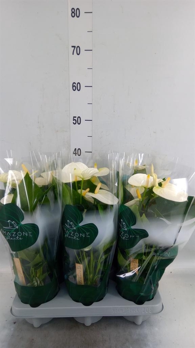 <h4>Anthurium andr. 'Samora'</h4>