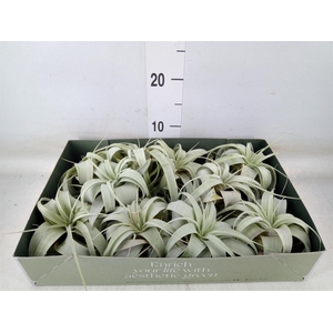 Tillandsia xerographica