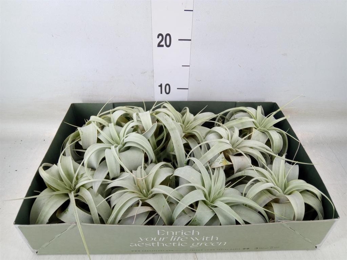 <h4>Tillandsia xerographica</h4>