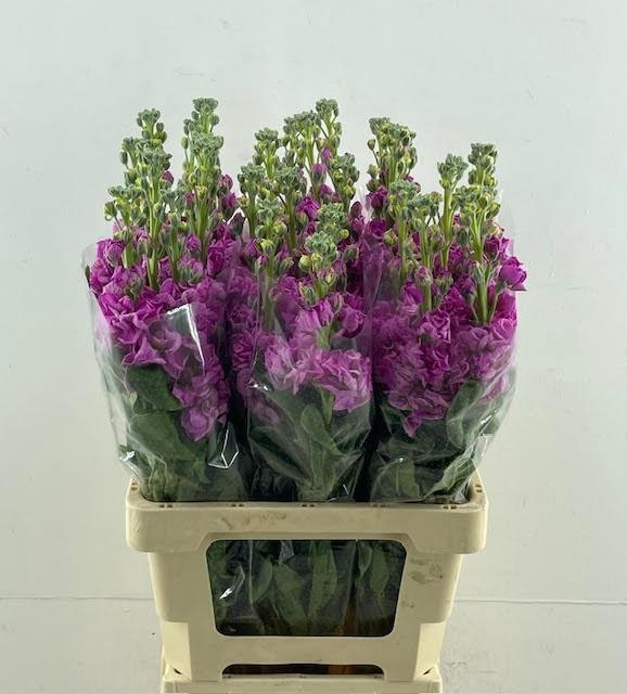 <h4>MATTH IRON PINK</h4>