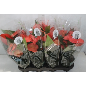 ANTHURIUM SCHERZERIANUM CHRISTINE P15