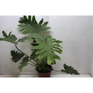 PHILODENDRON SHANGRI LA P17