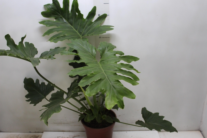 <h4>PHILODENDRON SHANGRI LA P17</h4>