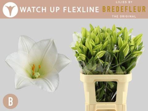 <h4>LI LF WATCH UP FLEXLINE</h4>