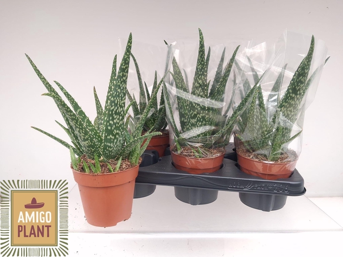 <h4>ALOE VERA</h4>