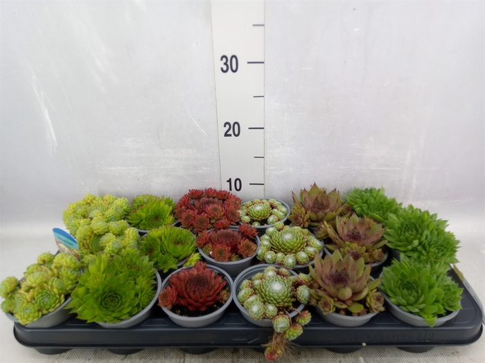 <h4>Sempervivum   ...mix</h4>