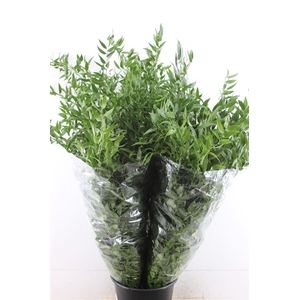Ruscus Long (x4)