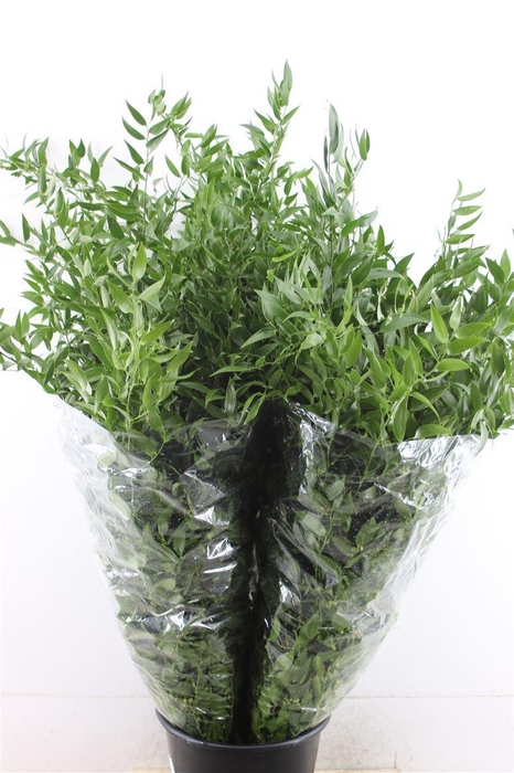 <h4>Ruscus Long (x4)</h4>