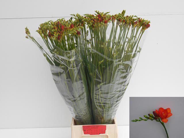 <h4>Freesia du Red Beauty</h4>