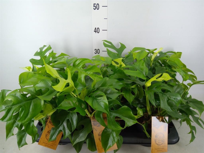 <h4>Monstera ...</h4>