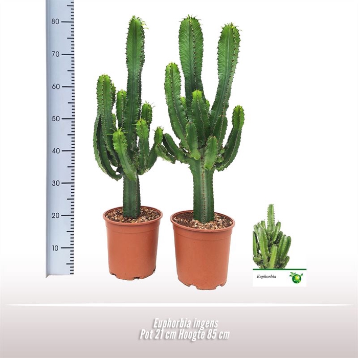 <h4>Euphorbia ingens</h4>