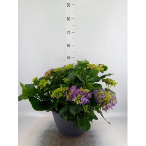 Hydrangea mac.