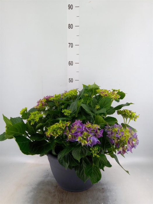 <h4>Hydrangea mac.</h4>