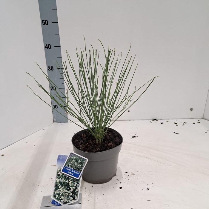 <h4>Cytisus Albus</h4>