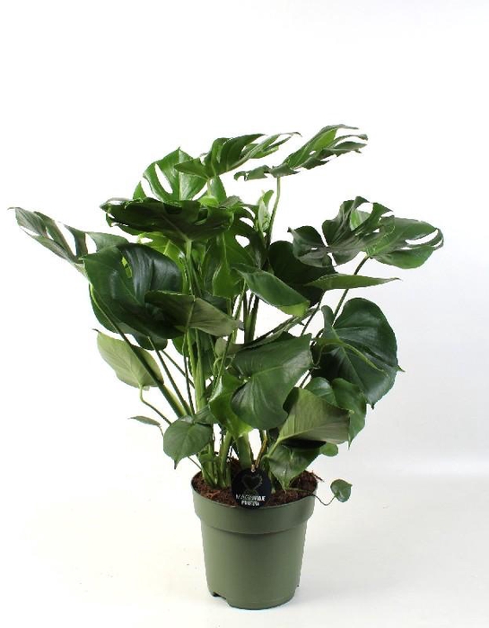 <h4>Monstera Deliciosa</h4>