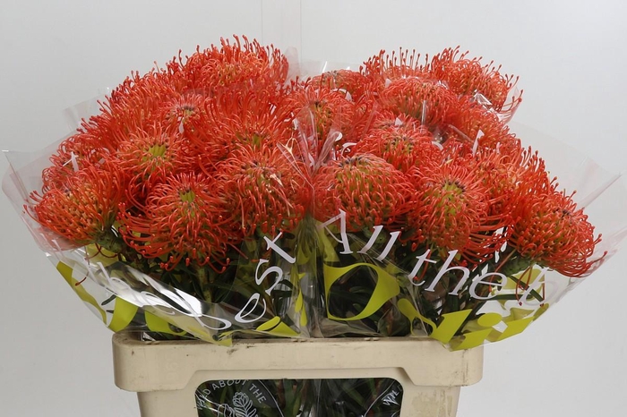 <h4>Nutans Succession</h4>