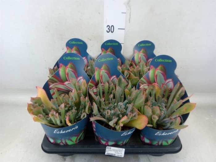 <h4>Echeveria   ...</h4>