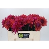 Dahlia American Dawn