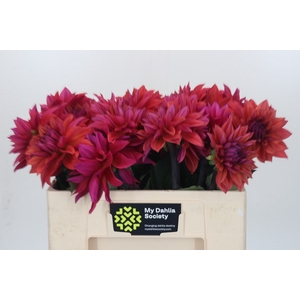 Dahlia American Dawn