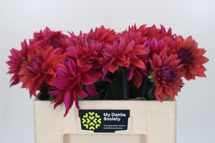 <h4>Dahlia American Dawn</h4>