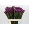 Liatris Spicata