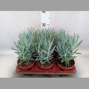 Curio ficoides 'Mount everest'