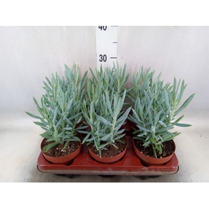 Curio ficoides 'Mount everest'