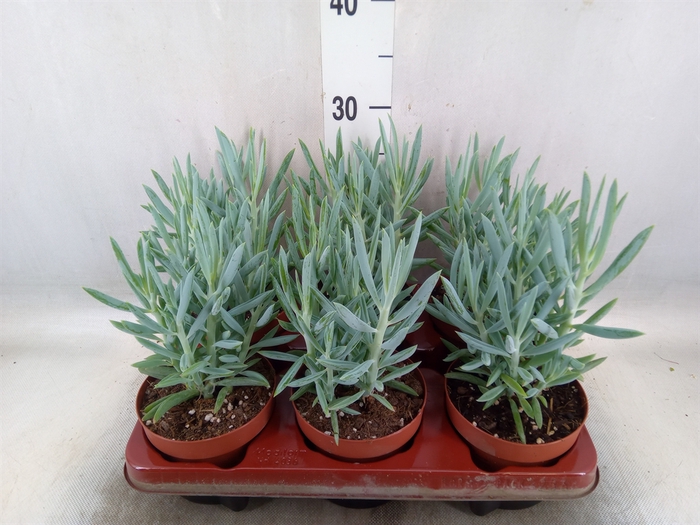 <h4>Curio ficoides 'Mount everest'</h4>