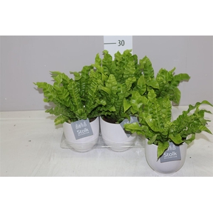 Asplenium Crispy Wave Liv Keramiek