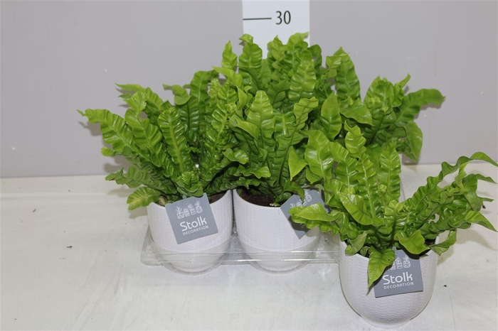 <h4>Asplenium Crispy Wave Liv Keramiek</h4>