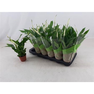 Spathiphyllum 'Chopin'