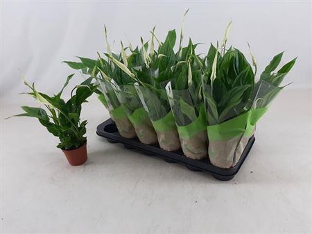 <h4>Spathiphyllum 'Chopin'</h4>