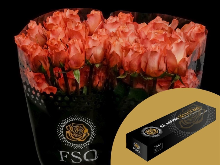 <h4>R GR Coral Reef Box</h4>