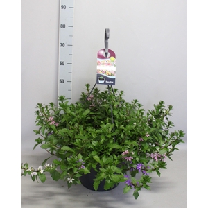 Hangpotten 37 cm met waterreservoir  Mix 01 Scaevola Trio