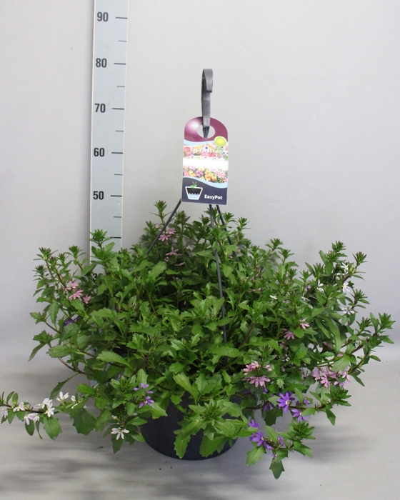 <h4>Hangpotten 37 cm met waterreservoir Mix 01 Scaevola Trio</h4>