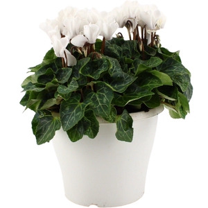 Cyclamen wit in 19 cm terraspot ton sur ton