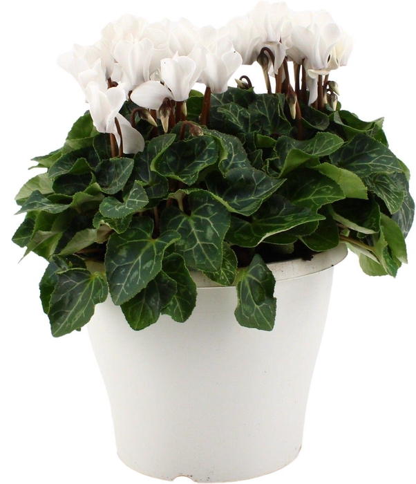 <h4>Cyclamen wit in 19 cm terraspot ton sur ton</h4>