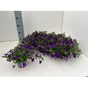 CALIB CA DARK BLUE
