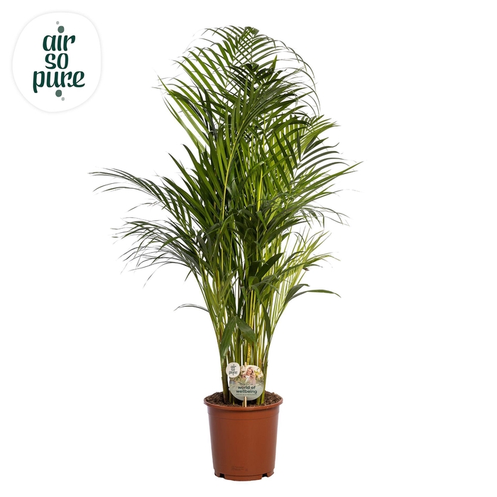 <h4>Dypsis lutescens   ...Chrysalidoca</h4>