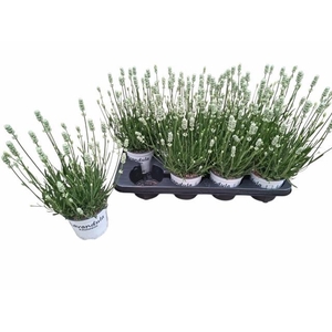 LAVAN IN EDELWEISS