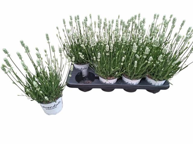 <h4>LAVAN IN EDELWEISS</h4>
