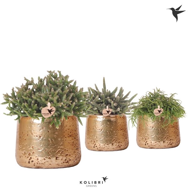 <h4>Kolibri Greens Rhipsalis mix in Luxury pot gold</h4>