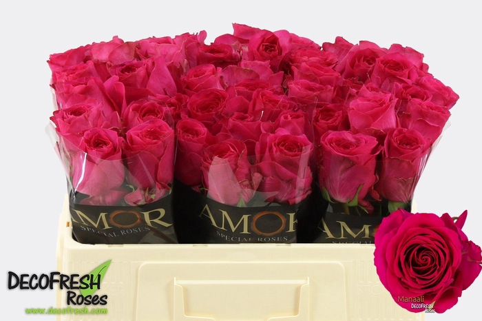 <h4>R Gr Manaali</h4>