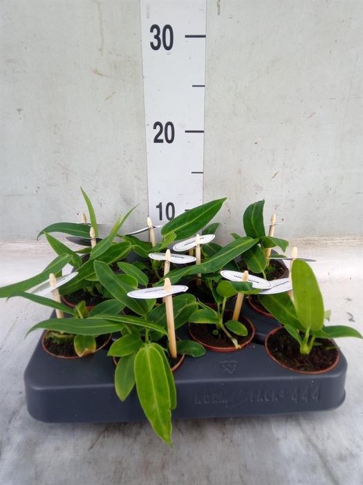 <h4>Anthurium   ...</h4>