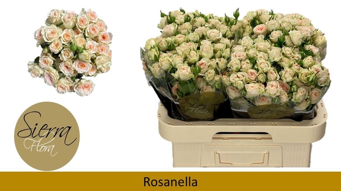 <h4>R Tr Rosanella</h4>