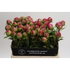 Paeonia Command Performance