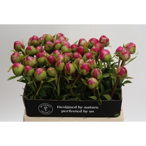 Paeonia Command Performance