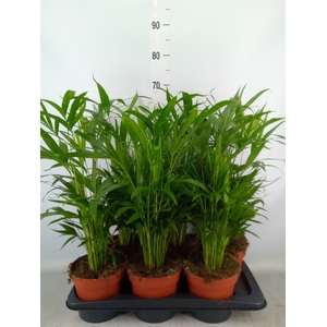 Chamaedorea cataractarum