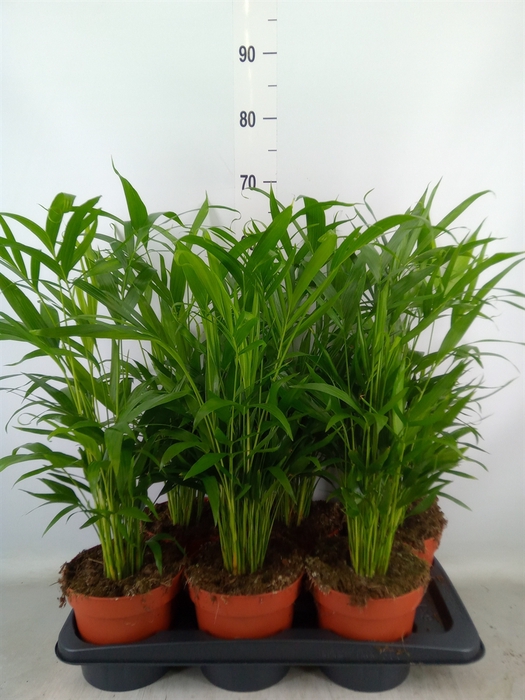 <h4>Chamaedorea cataractarum</h4>